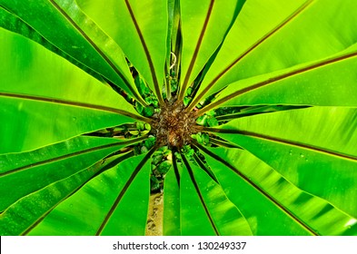 green leaf bird nest fern