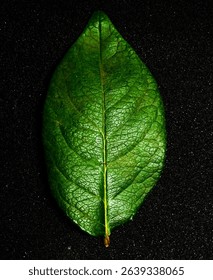 green leaf with black background
