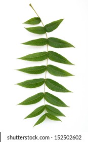 Green Leaf Of Black Walnut Tree