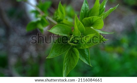 Green leaf blooming trees in forest. Green plants in spring garden. Fresh green trees leaves swaying wind. One branch of green trees growing in spring season. Nature background