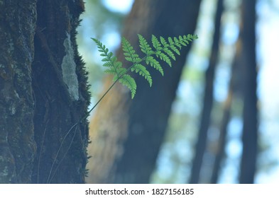green leaf with blurry background