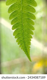 green leaf with blurry background 