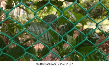 green leaf in the bold net