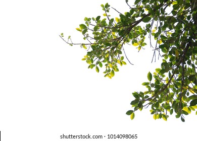 250,670 Tree transparent Images, Stock Photos & Vectors | Shutterstock