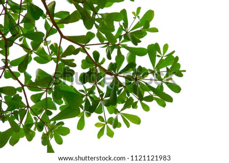 Green leaf or branch isolated on white background with clipping path.