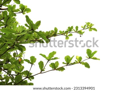 Green leaf or branch isolated on white background with clipping path.