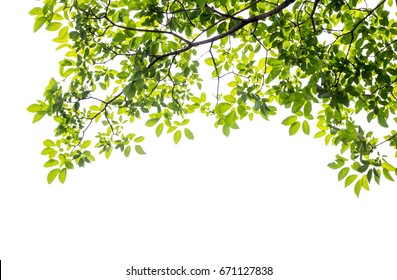 Green leaf and branches on white background - Shutterstock ID 671127838