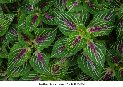 Green Leaf Brighten up the plants naturally 
 for wallpaper background.