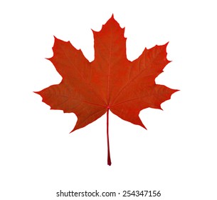 Green Leaf, Canada Symbol, On A White Background, A Lot Of Details