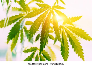 大麻草 Images Stock Photos Vectors Shutterstock