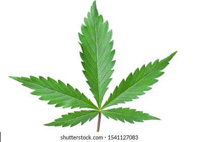 green leaf of cannabis on a white background close up