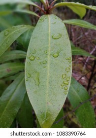 Green leaf close up