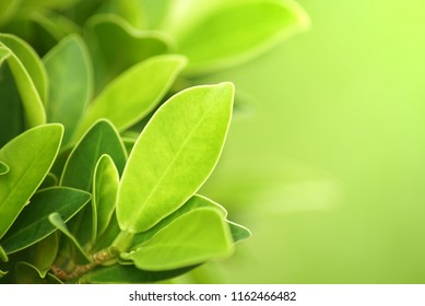 green leaf close up