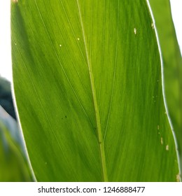 green leaf close up