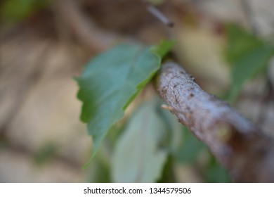 Green leaf close up