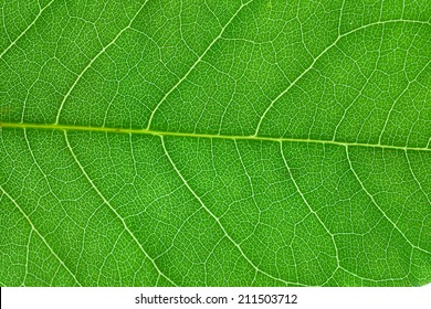 Green Leaf Close Up