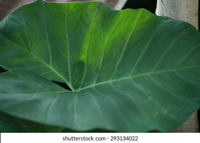 Green leaf close up