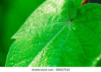 Green leaf close up