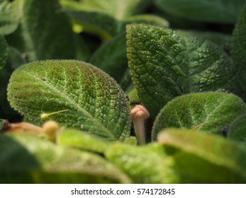 green leaf close up 