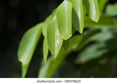 green leaf  close up 