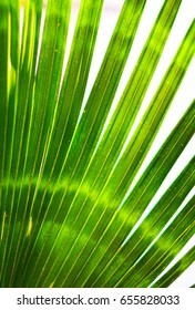 Green leaf close up