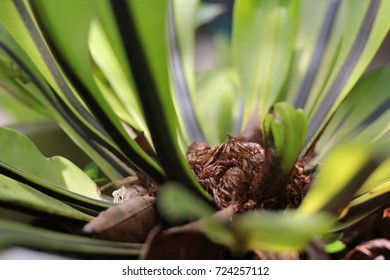 Green leaf close up