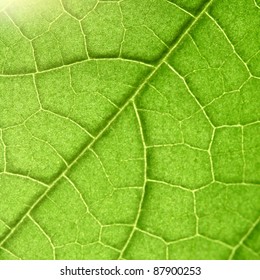 Green Leaf Close Up Nature Background