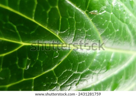 green leaf close up textured backgound. green leave vain  look like green snake skin. textured snake skin on green leaf