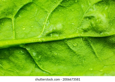 Green Leaf Close Up. Fresh Leaves Texture Background. Natural Eco Wallpaper. Vegetarian Food. Vegetable And Vitamins Products. Macro Photo.