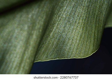                                green leaf close up. macro. green and black.
