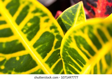 Green leaf closeup