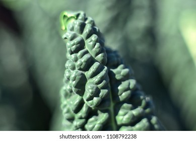 Green leaf closeup.