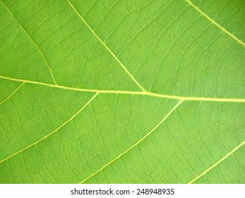 green leaf closeup