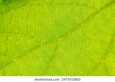 green leaf close-up. Explore the hidden beauty of vibrant greenery Dive into nature's secrets just below the surface Experience the ethereal charm of lush foliage - Powered by Shutterstock