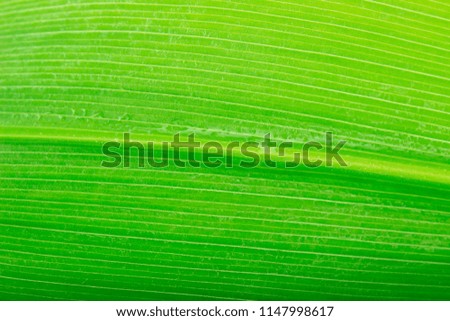green leaf of coconut palm background