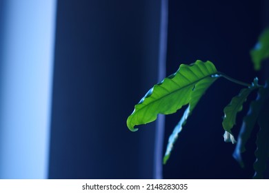 Green Leaf Of The Coffee Plant