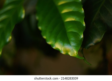 Green Leaf Of The Coffee Plant