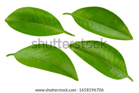 Green leaf collection isolated on white background. Leaf citrus clipping path. Orange leaf macro studio photo