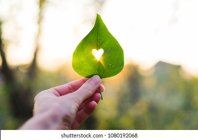 Green Leaf With Cut Heart In A Hand