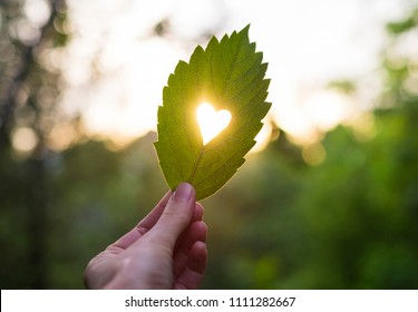 Green Leaf With Cut Heart In A Hand