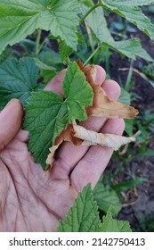 Green Leaf Damage As Symptoms Of Fusarium Wilt.