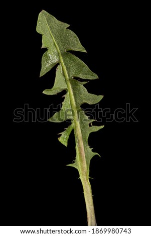 Green leaf of dandelion, isolated on black background
