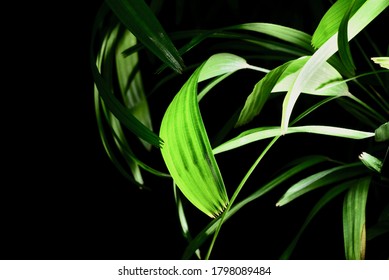 Green leaf in the dark