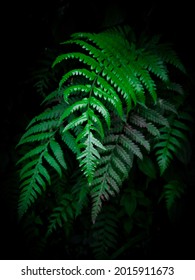 green leaf in the dark 
