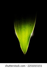 A green leaf in the dark.