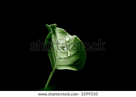 Similar – Image, Stock Photo poppy