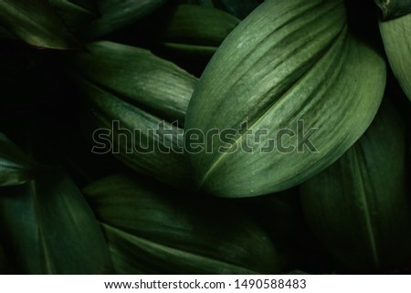 Green leaf Dark pattern. closeup tropical  leaves arrangement in the garden for  background, Natural colors for gradation between shadows and light  for  input text.