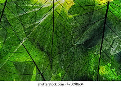green leaf in the detail - Shutterstock ID 475098604