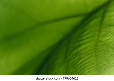 Green leaf details textures and patterns to sunlight. During the morning hours at the parks.
