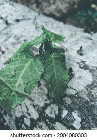 Green Leaf With Dew Point